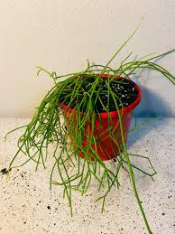 Rhipsalis cassutha Cuttings, 5 Stem Pieces, Epiphytic Cactus, Red Fruit Form, USDA Zones 10-12