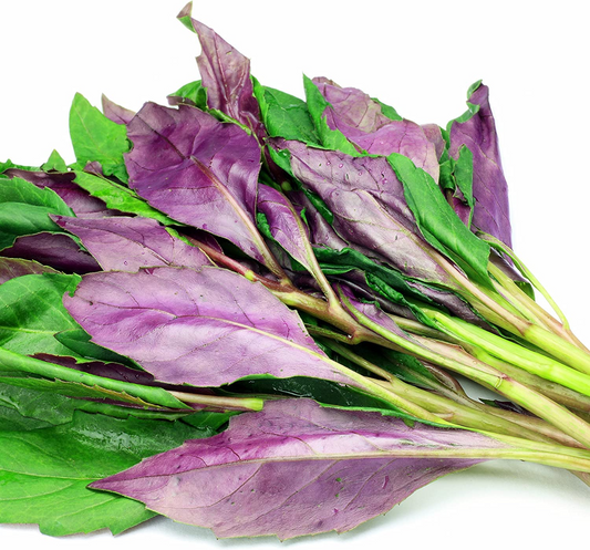 3 Okinawa Spinach Plants - Gynura crepioides | Live Starter Perennial | Edible Garden Green for Warm Climates & Containers