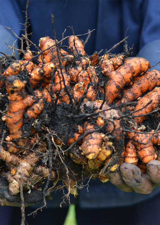 Turmeric Root Bulbs, Curcuma longa, 6 Live Rhizomes, Tropical Ginger Family Plant, USDA Zones 8-11