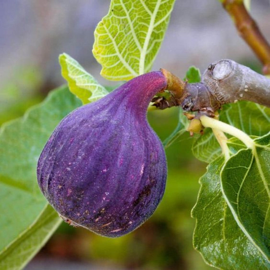LSU Purple Fig Scion Cuttings 5 Pieces 5-7 Inches Long Ficus Carica Fruit Tree