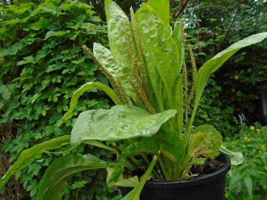 Plantago major Seeds - 100 Count - Broadleaf Plantain - Alaska Wild Harvested