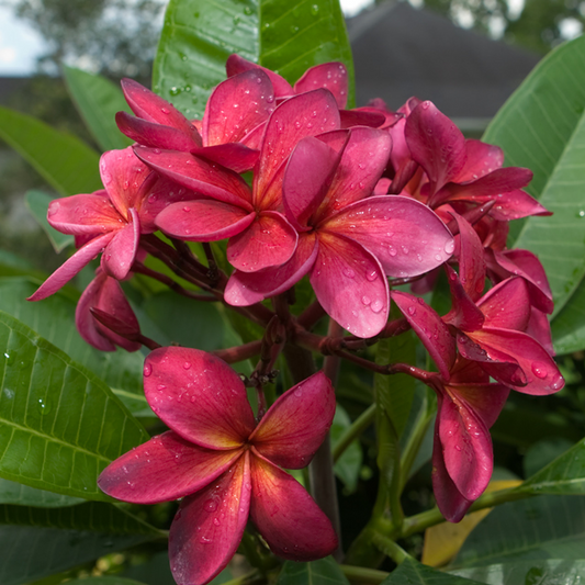Plumeria Wildfire Cuttings, Frangipani Red, 9-12 Inches Tall, 2 Cuttings