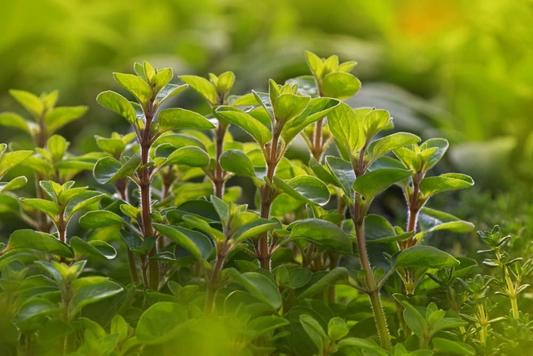 100 Sweet Marjoram Seeds | Origanum majorana | Fragrant Culinary Herb for Gardens & Containers | Non-GMO Perennial Seeds