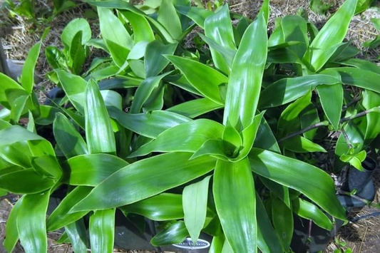 2 Callisia Fragrans / Home Ginseng Unrooted Plants - Unique Indoor Houseplant for Easy Care