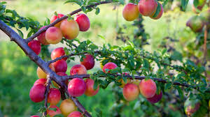 Japanese Red & Yellow Plum Cuttings, Prunus salicina, Edible Fruit, White Spring Flowers, USDA Zones 5-9