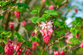 10 Red Flowering Currant Shrub Seeds (Ribes sanguineum), Ornamental Hedge Bush, Hardy Flowering, Spring Blooms for Garden & Landscaping