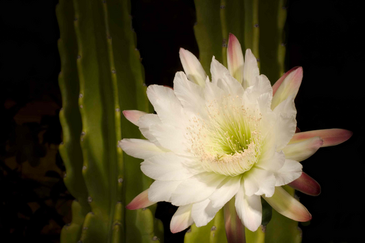 Queen of the Night Cactus Cutting, Epiphyllum oxypetalum, Unrooted 3-Leaf Stem, Fragrant Night Bloom, USDA Zones 10-12, Houseplant