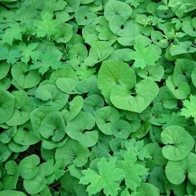 10 Wild Ginger Plants - Bare Root Asarum canadense | Native Woodland Wildflower | Shade-Loving Perennial Ground Cover