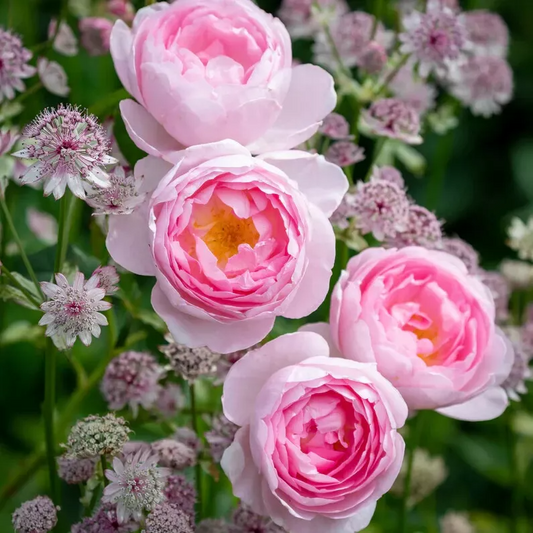 David Austin Rose Cuttings, 3 Unrooted Stems, 5" Long, Soft Pink Flowers, USDA Zones 5-9