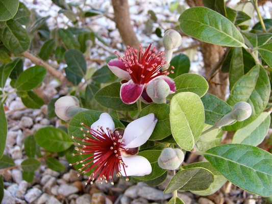 Pineapple Guava Tree Cuttings, Acca sellowiana, Self-Fertile, USDA Zones 8-11, Evergreen, Edible Flowers and Fruit