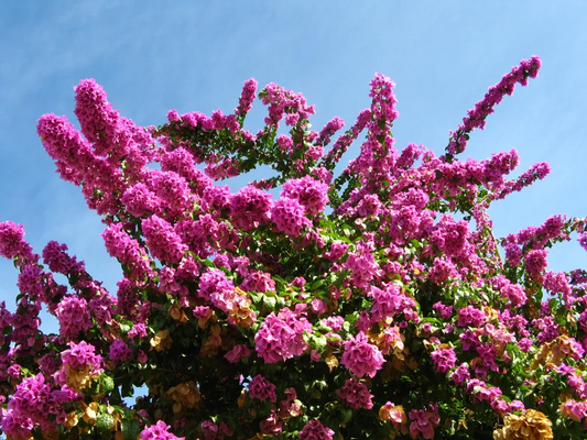 Bougainvillea spectabilis, 6" Fuchsia Pink Unrooted Cuttings, Tropical Vine, USDA Zones 9-11
