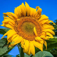 10 Mongolian Giant Sunflower Seeds | Tallest Sunflower Variety | Grow Huge Yellow Blooms | Non-GMO Seeds for Garden Giants