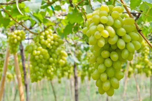 Cotton Candy Grape Cuttings, 4 Hardwood Vine Clippings, Unrooted, Sweet Fruit, USDA Zones 7-10
