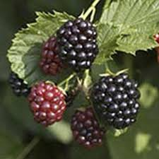 15 TRIPLE CROWN BLACKBERRY Scion Cuttings (Rubus fruticosus) for Rooting or Grafting, 8-10", Heirloom, Sweet Blackberry Bush