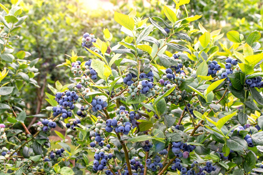 Blueberry Plants - Rooted Cuttings 1-2 Yrs Old - Early/Mid/Late Season - Duke, Bluecrop, Jersey Varieties - USA Grown