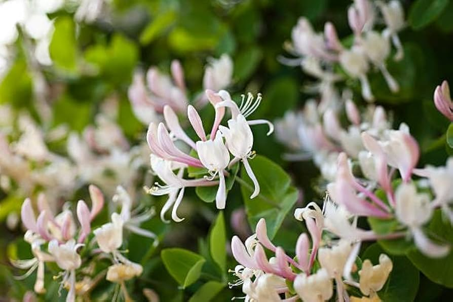 50 European Fly Honeysuckle Vine Seeds, Native Perennial White Honeysuckle Bush (Lonicera xylosteum), Hardy Vine for Garden & Landscaping