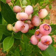 3 Pink Popcorn Blueberry Plants - Vaccinium corymbosum | Live Starter Plugs | Unique Pink Fruit for Garden or Patio Containers