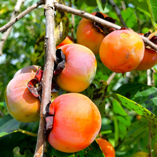 20 Persimmon Tree Seeds - Diospyros virginiana | Native Fruit Tree | Cold-Hardy | Edible Sugar Plum for Orchards & Wildlife