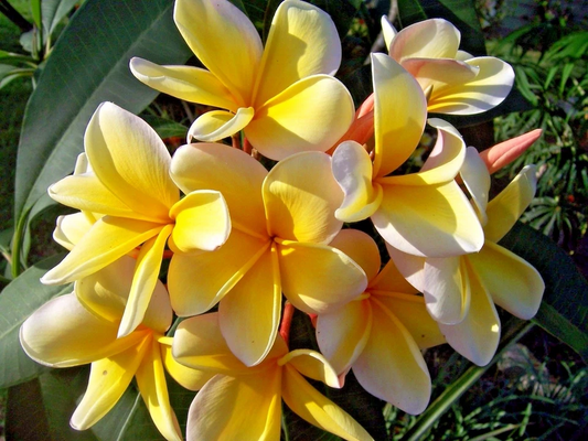 Yellow Plumeria Cutting - Fragrant Lei Flower, Tropical Plant, Freshly Cut, Fast Rooting, Zones 9-11, Container or Garden, Grower's Guide Included