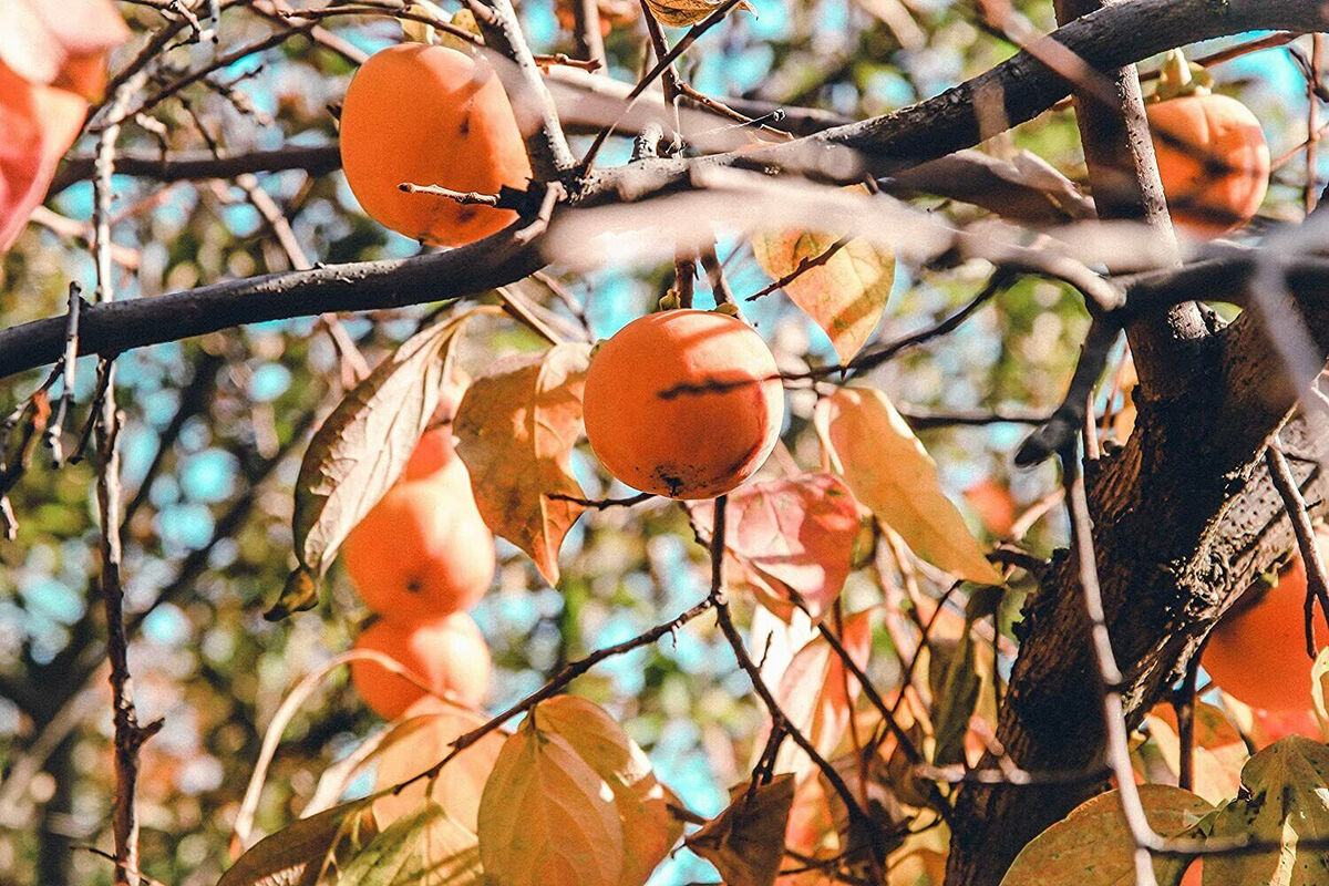 10 Persimmon Tree Seeds - Diospyros virginiana | Sugar Plum Fruit Tree | Cold-Hardy Native Tree for Home Orchard & Wildlife