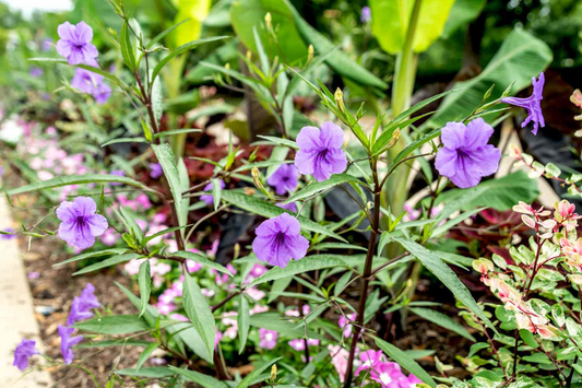 10 Rooted Cuttings Mexican Petunia (Ruellia simplex) - Purple Perennial Flowers - Mexican Bluebell or Britton's Wild Petunia for Garden