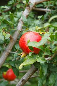 25 Pomegranate Seeds (Punica granatum) - Sweet Tropical Edible Fruit Shrub/Tree, Grow Your Own Fresh Pomegranates, Fast Growing, Healthy