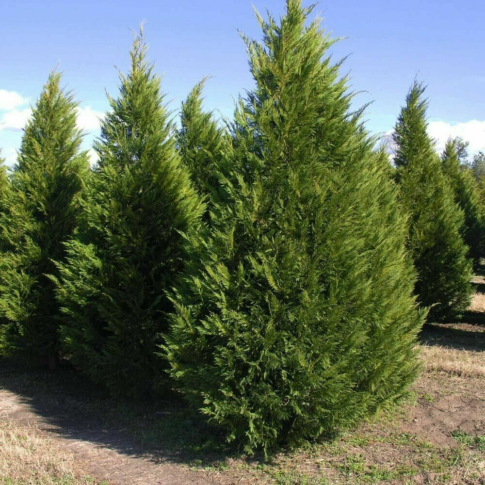 35 Fresh SC Leyland Cypress (x Cupressocyparis leylandii) 6-8" Unrooted Cuttings for Privacy Screen, Fast-Growing Evergreen