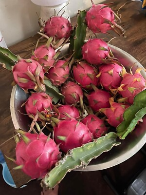 Dragon Fruit Cuttings 8-12 Inches - Random Variety - Red/Yellow/White/Purple/Pink
