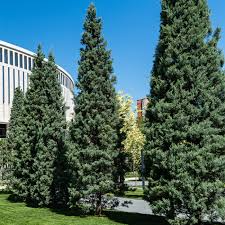 5 Carolina Sapphire Cypress Trees - Cupressus arizonica | 12–24” Live Plants | Fast-Growing Evergreen for Privacy & Landscaping