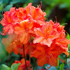Fireball Azalea Rhododendron | Well-Rooted Starter Plant | Deciduous Shrub | Red Blooms | Outdoor Landscape Plant
