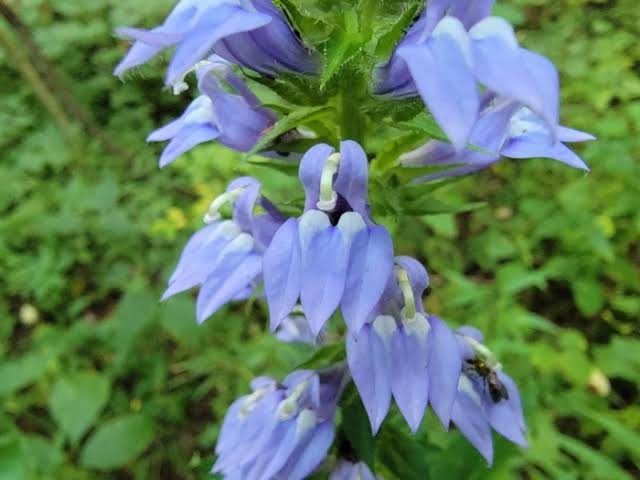 Great Blue Lobelia 1 Live Perennial – Lobelia siphilitica – 1 Gallon Pot