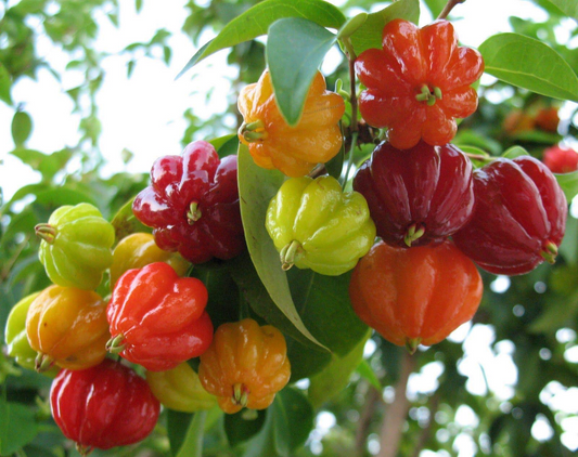 Surinam Cherry Cuttings, Eugenia uniflora, 6 Live Clippings, Tropical Fruit Plant, USDA Zones 9-11