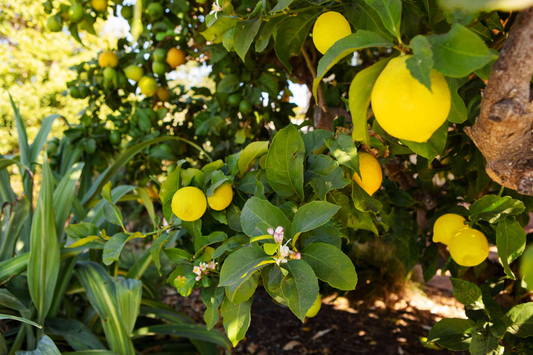 Lemon Tree Cuttings - 6 Live 8-11" Cuttings, Citrus limon, Grafting/Rooting