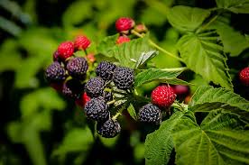 5 Cumberland Black Raspberry Plants - Rubus occidentalis | 1–2 Yr Old Live Fruit Shrubs | Sweet Hardy Berries for Garden & Landscape