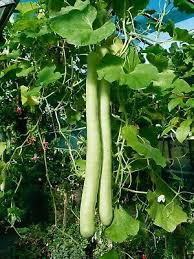 10 Seeds Snake Gourd (Lagenaria siceraria) – Edible, Long, Non-GMO, Heirloom, Easy to Grow, Perfect for Cooking, Unique Garden Vegetable