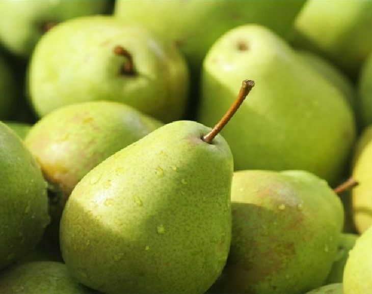 8 Green Anjou Pear Trees 7-10" Unrooted Cuttings for Propagation - Pyrus communis, Delicious Pear Variety