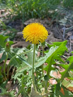 250 Dandelion Seeds | Taraxacum officinale | Non-GMO Perennial Wildflower for Pollinator Gardens & Natural Landscaping