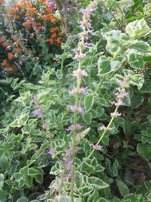 Variegated Cuban Oregano Cuttings - 4 Live Cuttings, Plectranthus amboinicus, Edible Herb