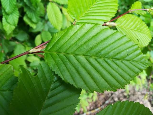 Lucas European Hornbeam 1 Live Ornamental Tree, 3 Gallon Pot – Carpinus betulus ‘Lucas’