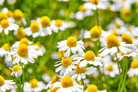 Chamaemelum nobile Seeds - 100 Count - Roman Chamomile - Perennial Ground Cover