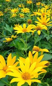 Tithonia Diversifolia Cuttings - 4+ Pack - Mexican Sunflower - Live Rooted - Fast Growing - Chop & Drop Mulch - Pollinator Magnet