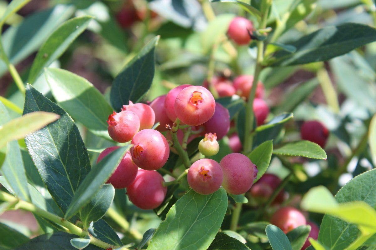 3 Pink Lemonade Blueberry Plants - Vaccinium Rabbiteye | Live Starter Plants | Edible Fruit Bushes for Gardens & Containers