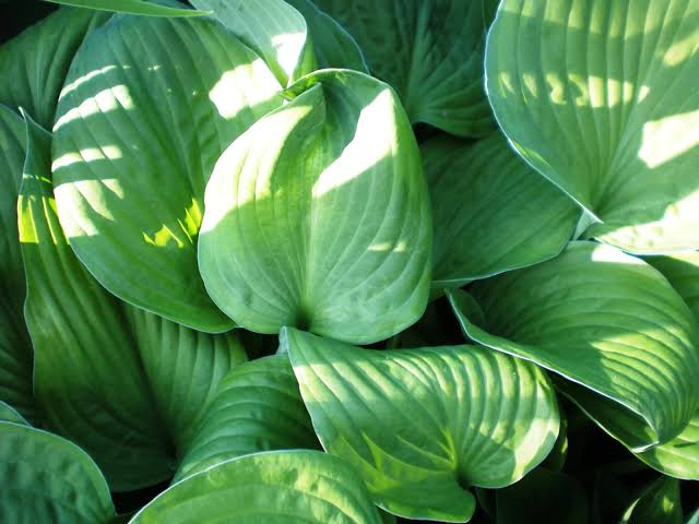 August Moon Plantain Lily – 1 Live Hosta Plant, 1-Gallon Size – Hosta ‘August Moon’