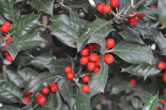 Blue Princess Holly 1 Live Evergreen Shrub, 3 Gallon Pot – Ilex × meserveae ‘Blue Princess’