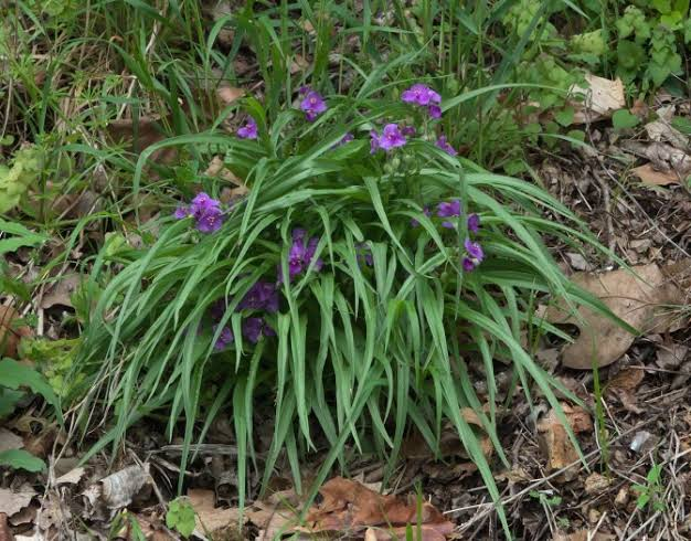 Concord Grape Spiderwort 1 Live Plant – Tradescantia × andersoniana ‘Concord Grape’ – Quart Pot