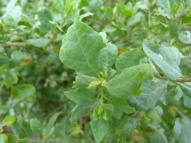 Pigeon Point Coyote Brush 1 Live Plant – 4-Inch Pot – Baccharis pilularis ‘Pigeon Point’