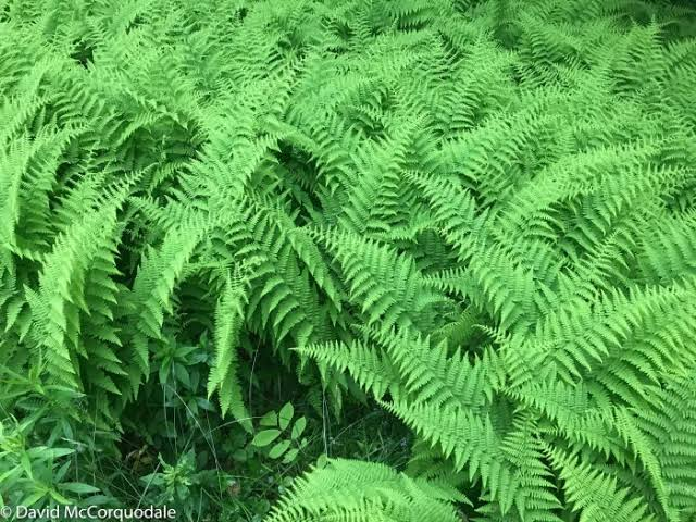 Hayscented Fern 1 Gallon Live Plant – Dennstaedtia punctilobula