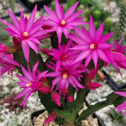 3 Pink Easter Cactus Cuttings 2+ Segments Spring Cactus Rhipsalidopsis Unrooted