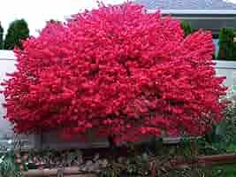 12 Burning Bush Unrooted Cuttings (Euonymus alatus) 6-8" | Dwarf Burning Bush, Ornamental Shrub for Landscaping