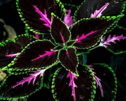 20 Rare Coleus Seeds - Stunning Pink, Black & Green Leaves - Unique Foliage Plant for Garden, Containers, Indoors, Landscaping